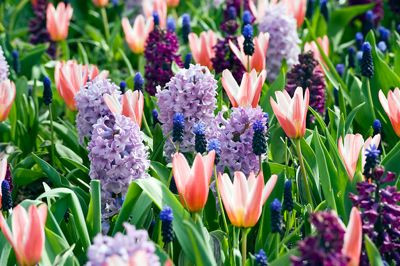 Spring Borders, Bulb Combinations, Perennial Combinations, Tulip Heart's Delight, Hyacinth Woodstock, Hyacinth Splendid Cornelia, Muscari Latifolium, Spring Border Idea, Early spring border